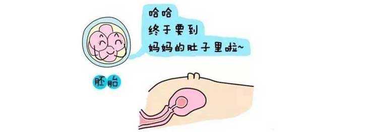 荆州代孕正规机构,巫山姐妹了解下33岁做试管婴儿放几个胚胎好_深圳试管供卵