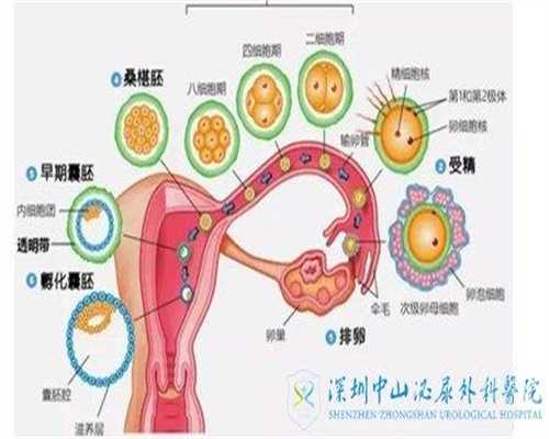 上海代孕产子流程_上海医院生殖中心代孕_娱乐圈