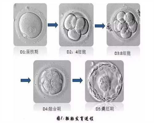 上海代怀孕包选性别_上海代孕上海代孕机构_男性