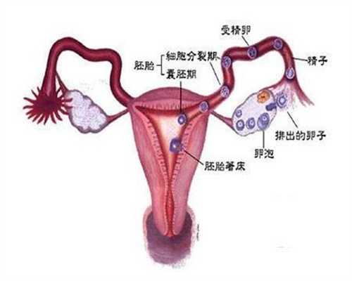 上海代怀孕总部地址_上海代孕联系方式_孕中期怀