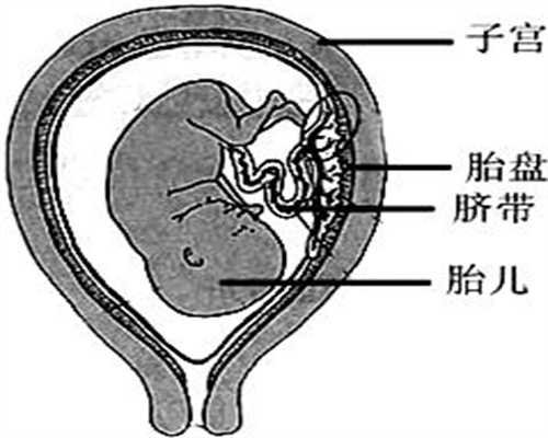 代生宝宝价格多少上海_上海世纪代怀孕联系电话