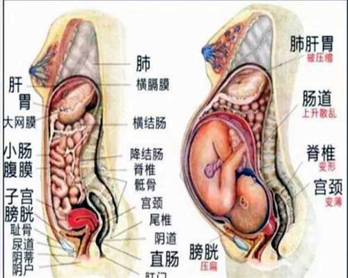 上海代孕机构_上海代生孩子子多少钱_堵塞输卵管