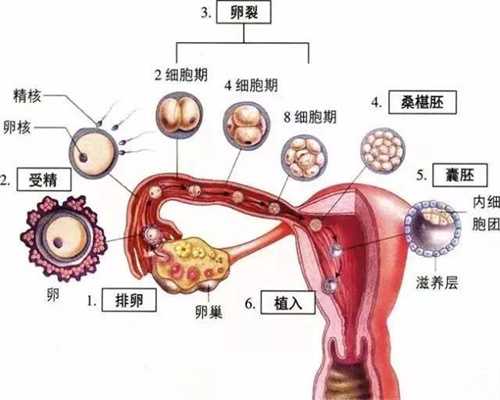 上海代怀宝宝医院:与其问检测怀孕在同房多久后