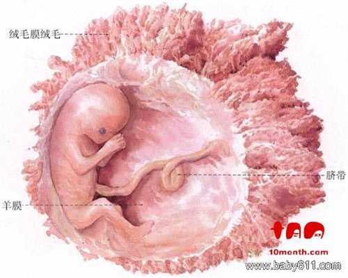 上海好口碑代怀孕机构:上海借腹生子市中介:怀孕