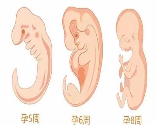 上海提供代怀孕哪家好:上海有人想借腹生子吗