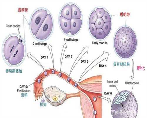 上海可做试管婴儿代孕吗-老年性子宫萎缩需要治疗吗