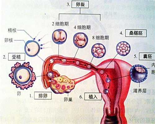 上海代孕什么价钱_上海哪里有代孕的女孩_人工试管的要求-保定医院输卵管造影