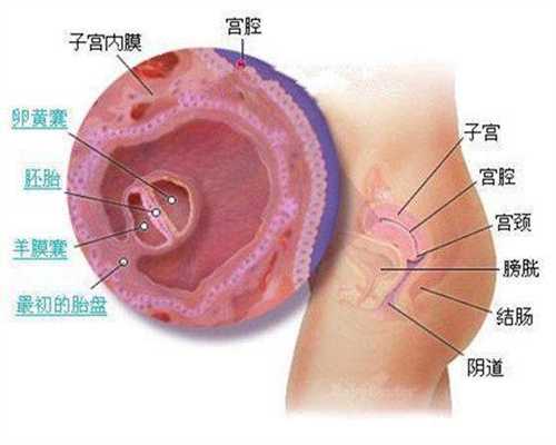 上海代孕生子多少钱_上海请问如何去办理代孕_精英宝贝-子宫输卵管造影模板