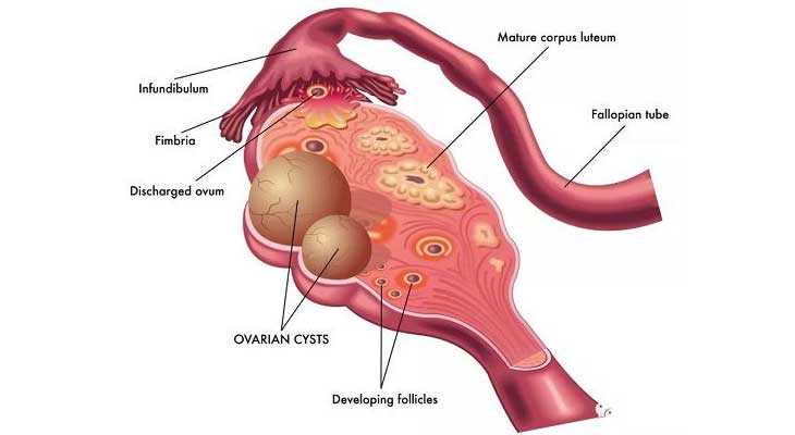 供卵试管被骗_3代试管供卵_子宫内膜薄=试管婴儿成功率低？